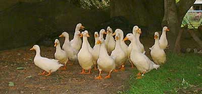 Strathearn Ducks